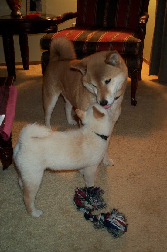 中国男篮以科学训练备战未来重点赛事，中国男篮面临一个可怕的对手