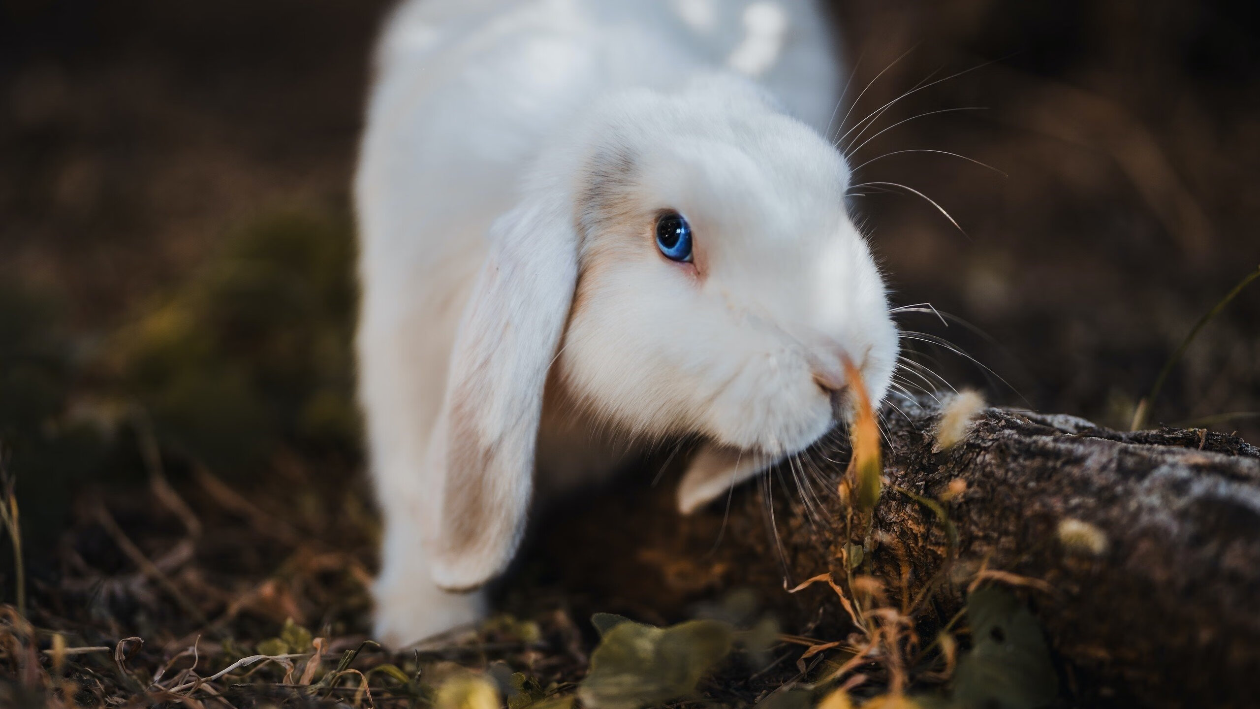 体育新闻中心新星爆发关注，体育新闻f1